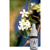 {
  "text": "floral cinnamon"
}