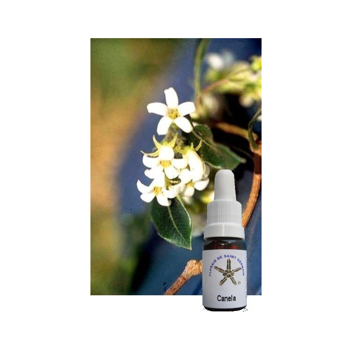 {
  "text": "floral cinnamon"
}