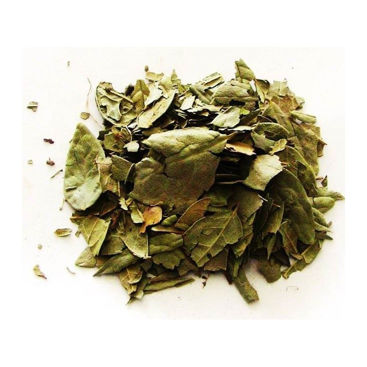 boldo – planta 100gr