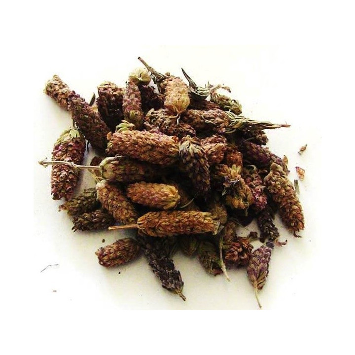 {
  "name": "Rosemary"
}