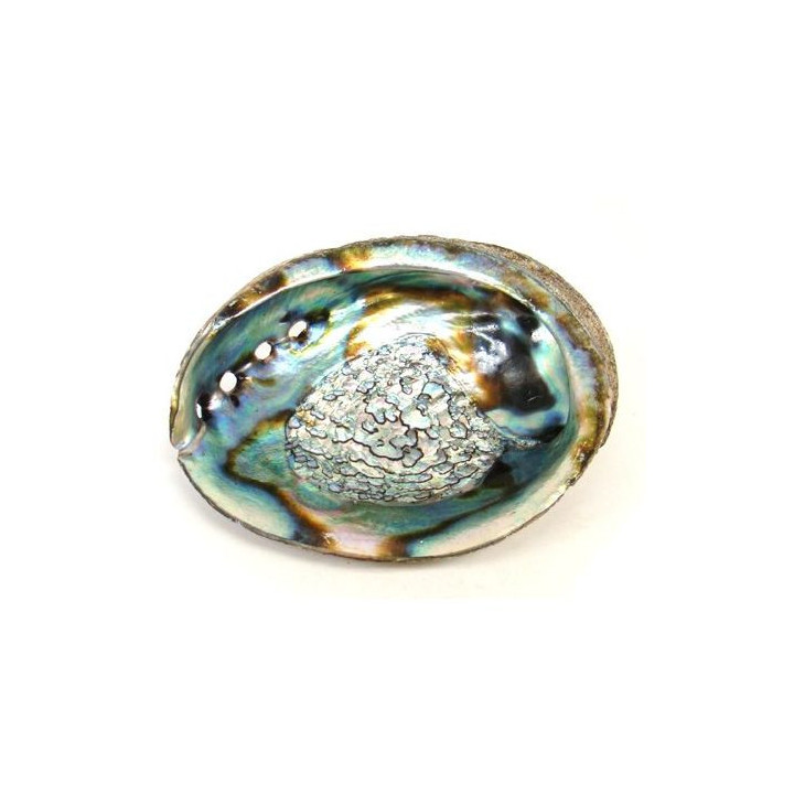 Concha de Abalone 12/14cm