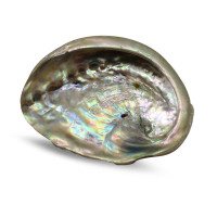 {
  "name": "ABALONE SHELL 7/9CM"
}