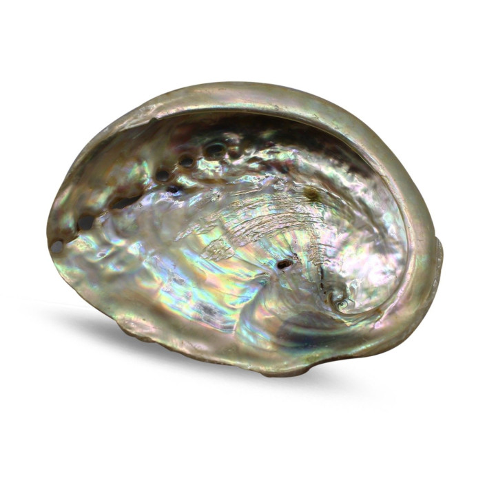 {
  "name": "ABALONE SHELL 7/9CM"
}