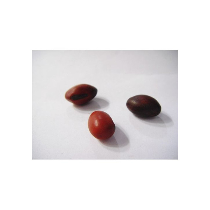 {
  "name": "Iemanjá Bean Without Cotton"
}