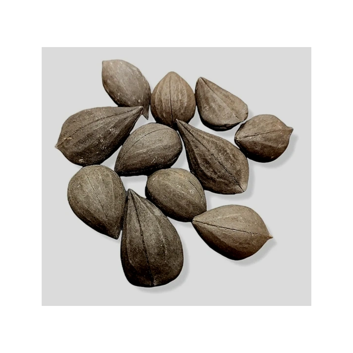 {
  "name": "Claw of Exu"
}