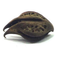 {
  "text": "Claw of Pomba Gira"
}