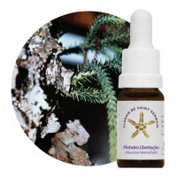 {
  "name": "Floral Pinheiro Libertador - 10ml"
}