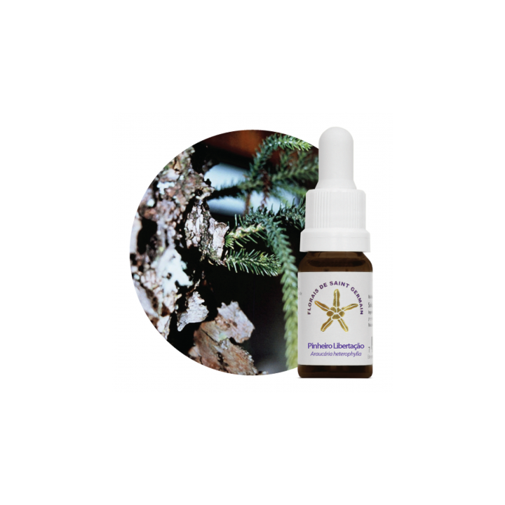 Floral Pinheiro Libertador - 10ml