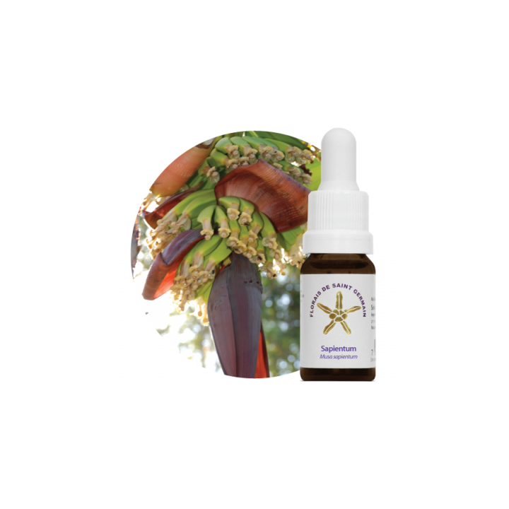 Floral Sapientum - 10ml